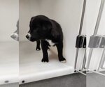 Small #10 Border Collie Mix