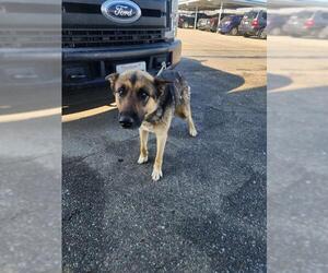 German Shepherd Dog Dogs for adoption in Bakersfield, CA, USA