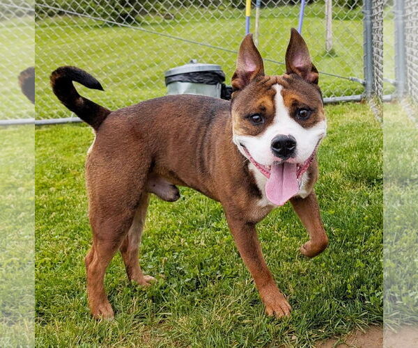 Medium Photo #1 American Pit Bull Terrier-Unknown Mix Puppy For Sale in Rootstown, OH, USA