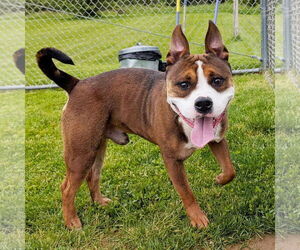 Medium American Pit Bull Terrier Mix