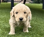 Small #12 Goldendoodle