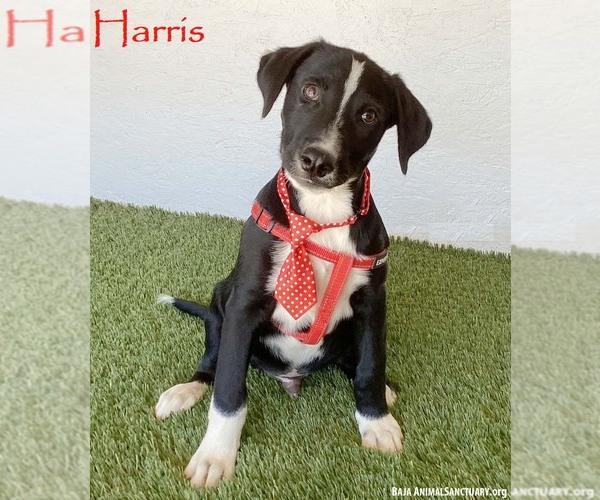 Medium Photo #1 Borador Puppy For Sale in San Diego, CA, USA