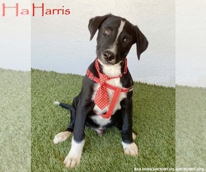 Borador Dogs for adoption in San Diego, CA, USA