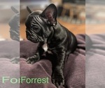 Small #6 Faux Frenchbo Bulldog-French Bulldog Mix