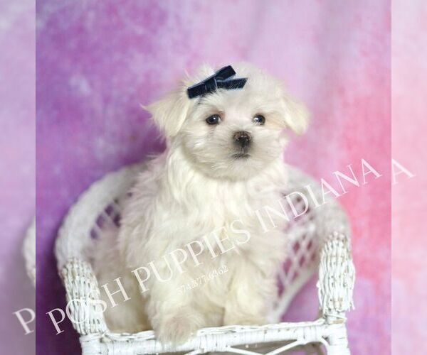 Medium Photo #5 Maltese Puppy For Sale in WARSAW, IN, USA