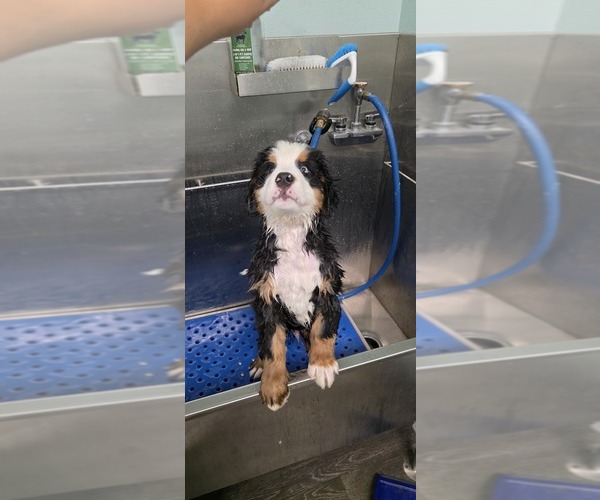 Medium Photo #1 Bernese Mountain Dog Puppy For Sale in NORTH PORT, FL, USA