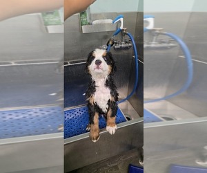 Bernese Mountain Dog Puppy for sale in NORTH PORT, FL, USA