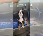 Small Bernese Mountain Dog