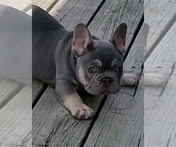 Medium Photo #7 French Bulldog Puppy For Sale in BOSTON, KY, USA