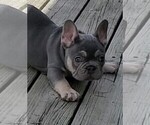 Small #6 French Bulldog