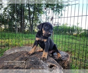 Catahoula Leopard Dog Dog for Adoption in CUMBY, Texas USA