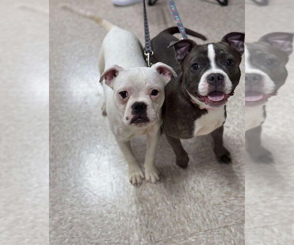 Medium Photo #8 American Pit Bull Terrier-American Staffordshire Terrier Mix Puppy For Sale in Wenonah, NJ, USA