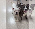 Small #7 American Pit Bull Terrier-American Staffordshire Terrier Mix