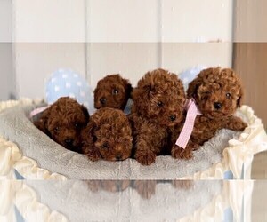 Poodle (Toy) Puppy for sale in TAMPA, FL, USA