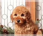 Small #2 Goldendoodle (Miniature)