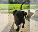 Small #1 Chihuahua-Labrador Retriever Mix