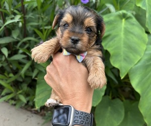 Yorkshire Terrier Puppy for sale in DEWY ROSE, GA, USA