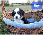 Puppy Boy 1 Bullypit