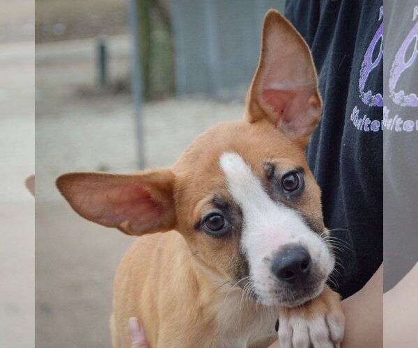 Medium Photo #6 Boxer-Bull Terrier Mix Puppy For Sale in Huntley, IL, USA