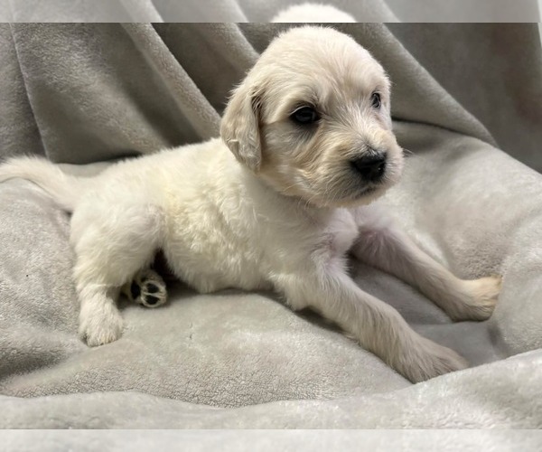 Medium Photo #16 Goldendoodle Puppy For Sale in COCOA, FL, USA