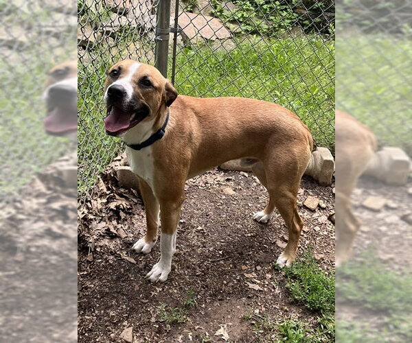 Medium Photo #3 Boxer-Mountain Cur Mix Puppy For Sale in Mountain View, AR, USA
