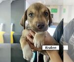 Small #4 Catahoula Leopard Dog