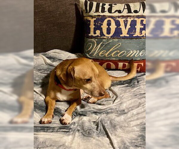 Medium Photo #8 Chiweenie Puppy For Sale in Tampa, FL, USA