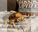 Small #7 Chiweenie