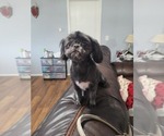 Small Photo #1 ShihPoo Puppy For Sale in MOUNT OLIVE, NC, USA