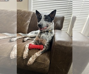 Australian Cattle Dog Puppy for sale in PROVO, UT, USA