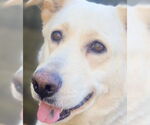 Small #10 Labrador Retriever Mix