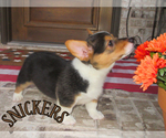 Small #1 Pembroke Welsh Corgi
