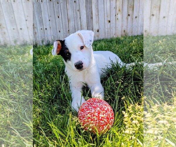 Medium Photo #12 Border Collie-Unknown Mix Puppy For Sale in Sandy, UT, USA