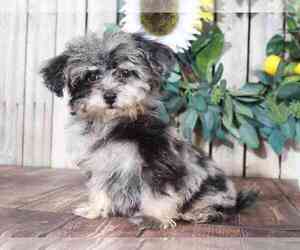 Poovanese Puppy for sale in MOUNT VERNON, OH, USA