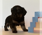 Small #2 Yorkshire Terrier
