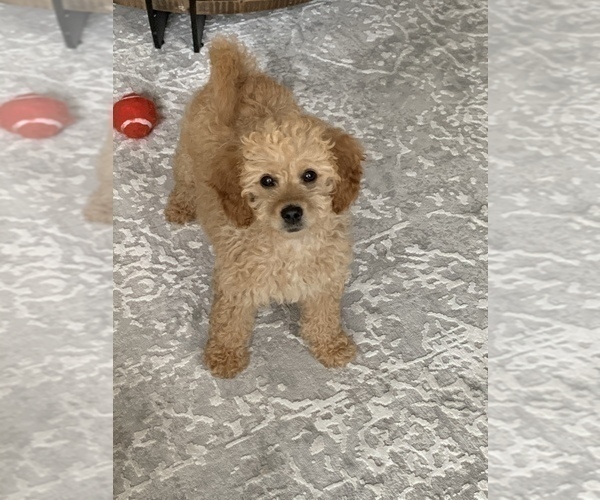 Medium Photo #5 Goldendoodle Puppy For Sale in ORLAND PARK, IL, USA