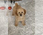 Small Photo #5 Goldendoodle Puppy For Sale in ORLAND PARK, IL, USA