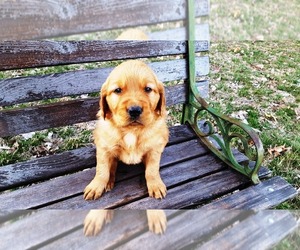 Bulldog Puppy for sale in LEON, KS, USA