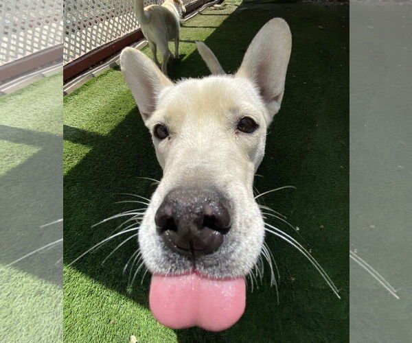 Medium Photo #5 Siberian Husky-Unknown Mix Puppy For Sale in La Verne, CA, USA