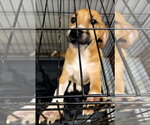 Small Photo #3 American Pit Bull Terrier-Unknown Mix Puppy For Sale in Jackson, MS, USA