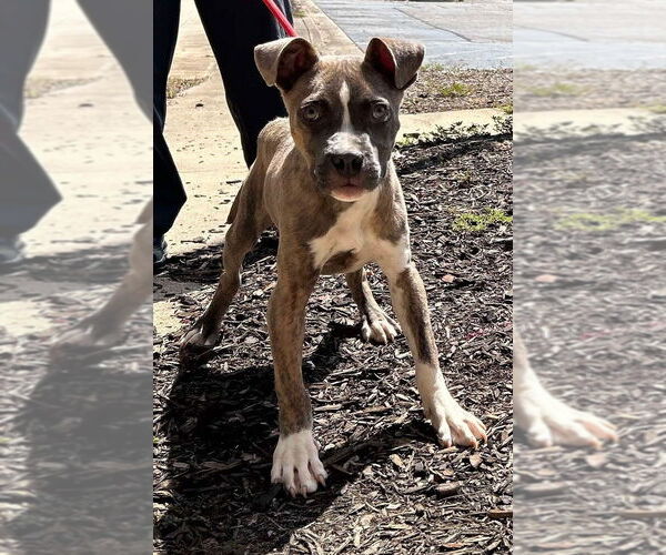 Medium Photo #2 Boxer-Unknown Mix Puppy For Sale in New York, NY, USA