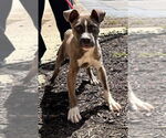 Small #1 Boxer Mix