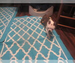 Small #7 Boston Terrier