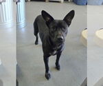Small American Staffordshire Terrier