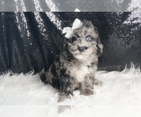 Medium Photo #84 Goldendoodle (Miniature) Puppy For Sale in WARSAW, IN, USA
