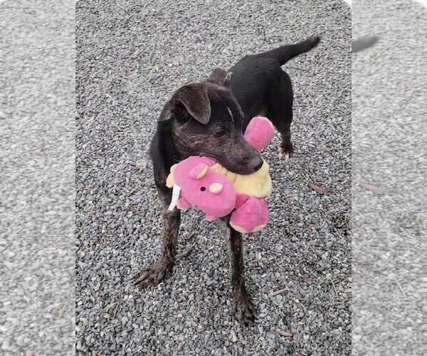 Medium Photo #5 Mutt Puppy For Sale in Woodbury, NY, USA