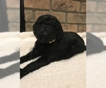 Small #2 Labradoodle-Poodle (Standard) Mix