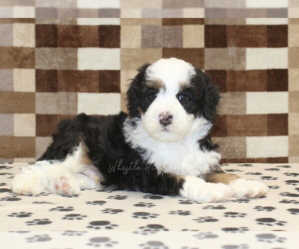 Medium Photo #2 Bernedoodle (Miniature) Puppy For Sale in DENVER, PA, USA
