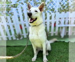 Small #2 German Shepherd Dog Mix