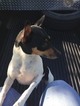 Small Photo #1 Fox Terrier (Toy) Puppy For Sale in SCOTTSVILLE, KY, USA